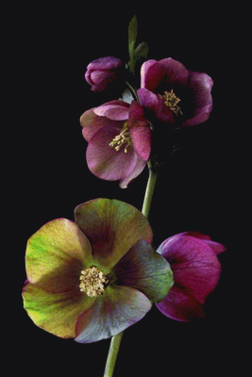 Очарование. - на черном фоне, цветы, весна - предпросмотр