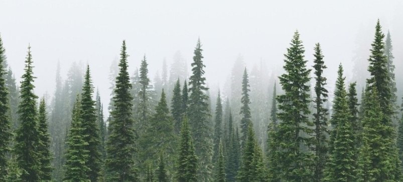 Лес - природа, фото, лес, ничего лишнего - оригинал