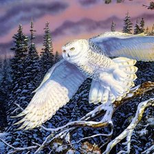 Схема вышивки «сова»