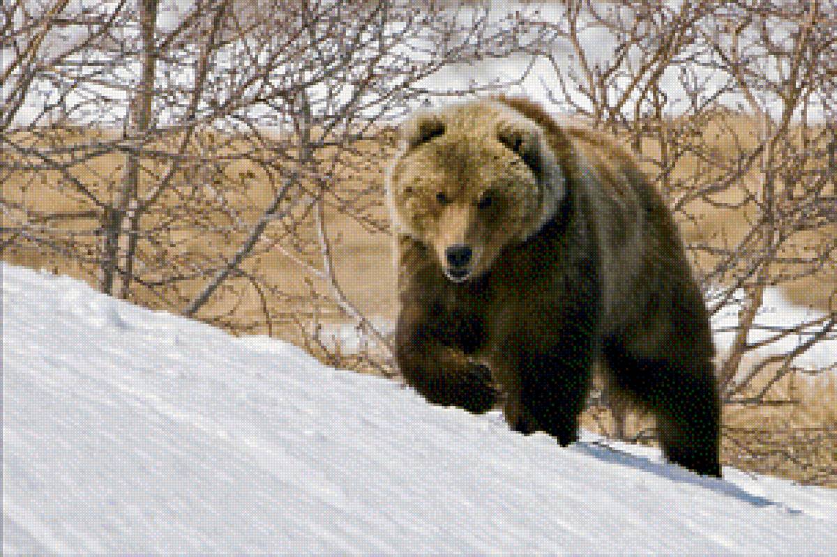 Медведь - животные - предпросмотр