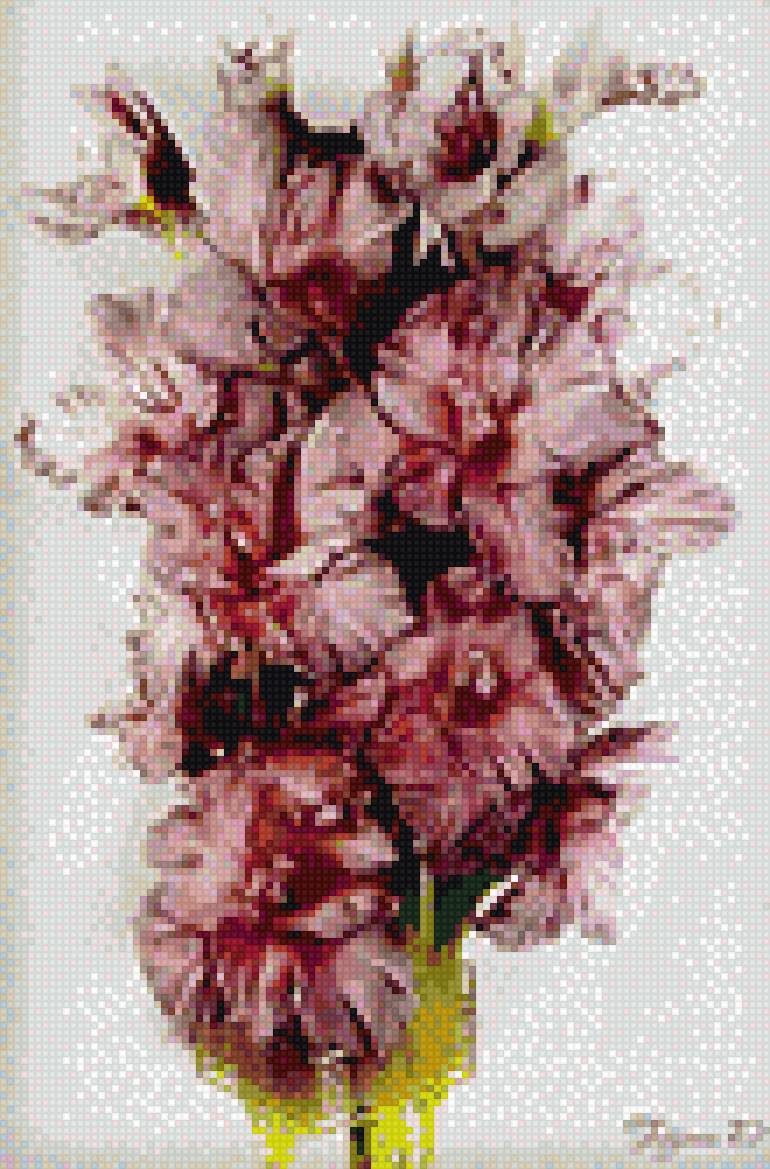 розовые гладиолусы - предпросмотр