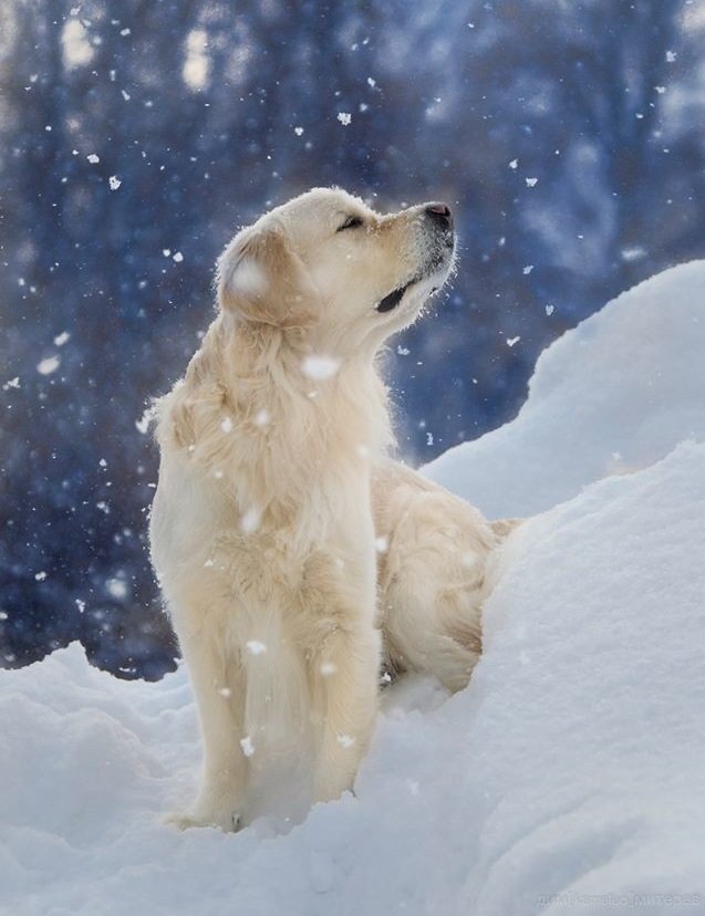 ЩЕНОК - оригинал