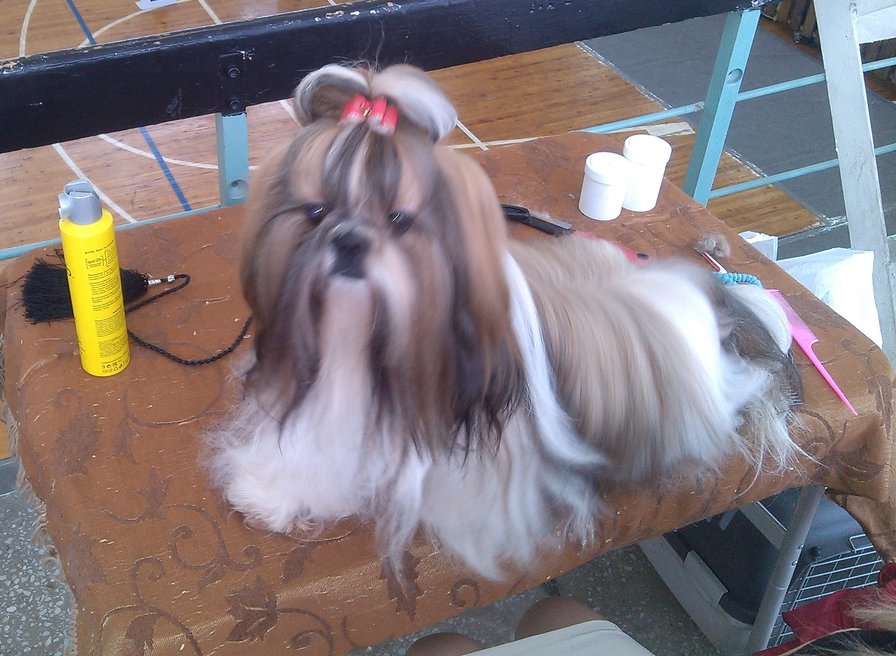 в ожидании - собака - оригинал