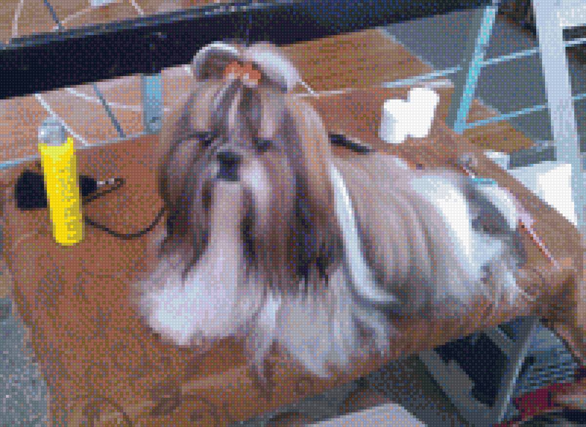 Тимошка - собаки - предпросмотр