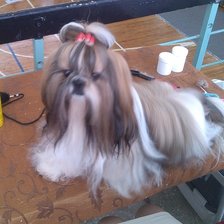 Схема вышивки «Тимошка»