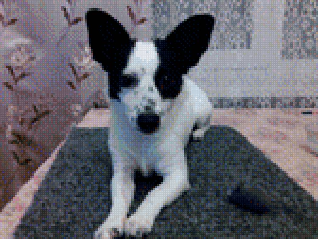 Ася - домашние любимцы, собаки - предпросмотр