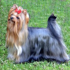 Схема вышивки «YORKSHIRE TERRIER»