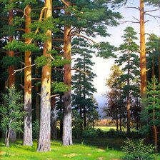 сосновый лес