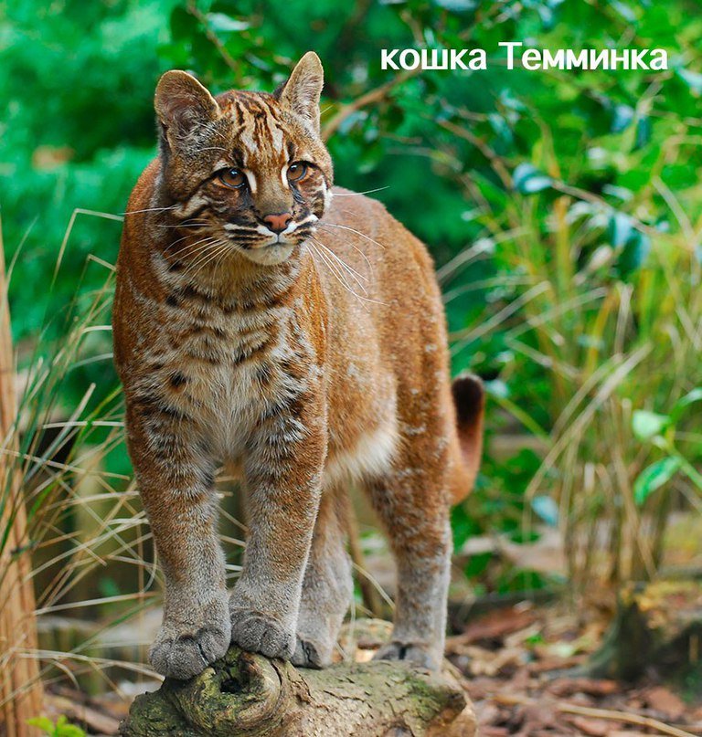 Котик - пейзаж, животные - оригинал