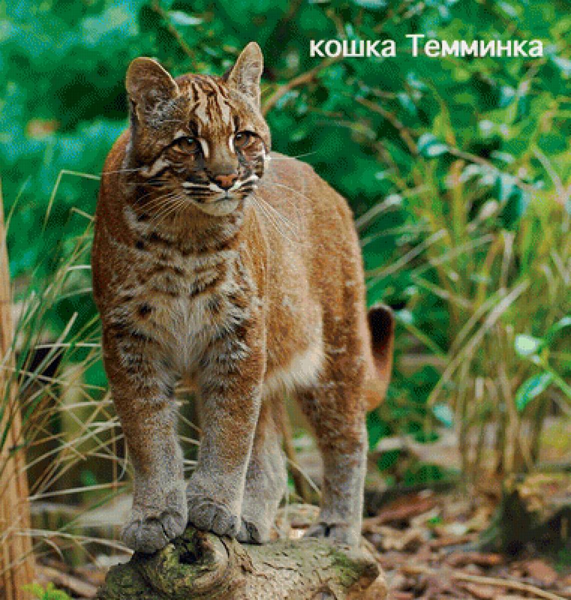 Котик - животные, пейзаж - предпросмотр