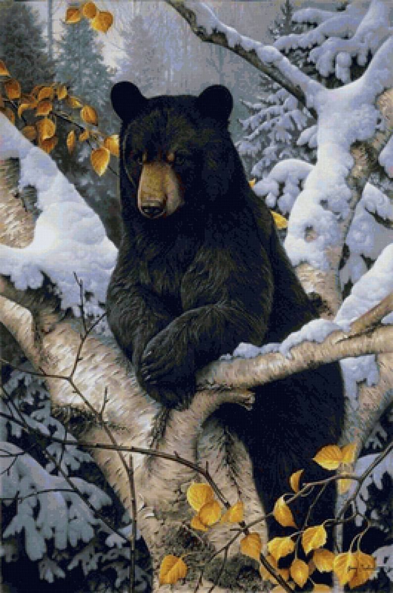 black bear - предпросмотр
