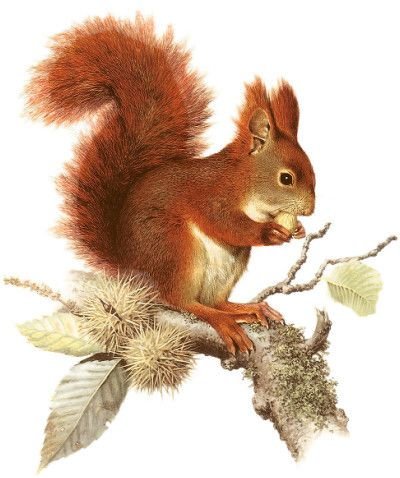 red squirrel - оригинал