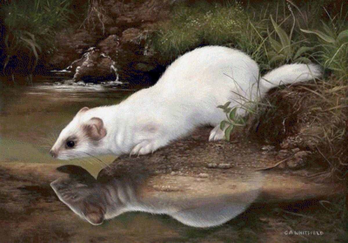 №1442583 - предпросмотр