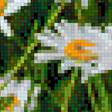 Предпросмотр схемы вышивки «ромашки» (№1442856)