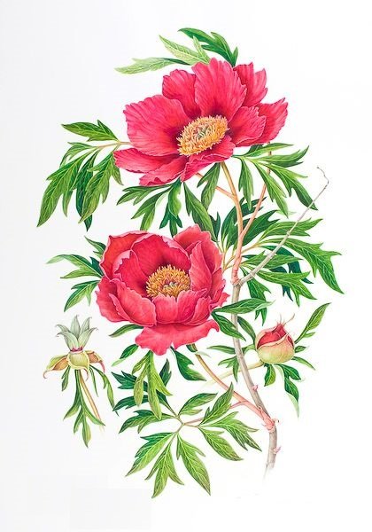 цветы - оригинал