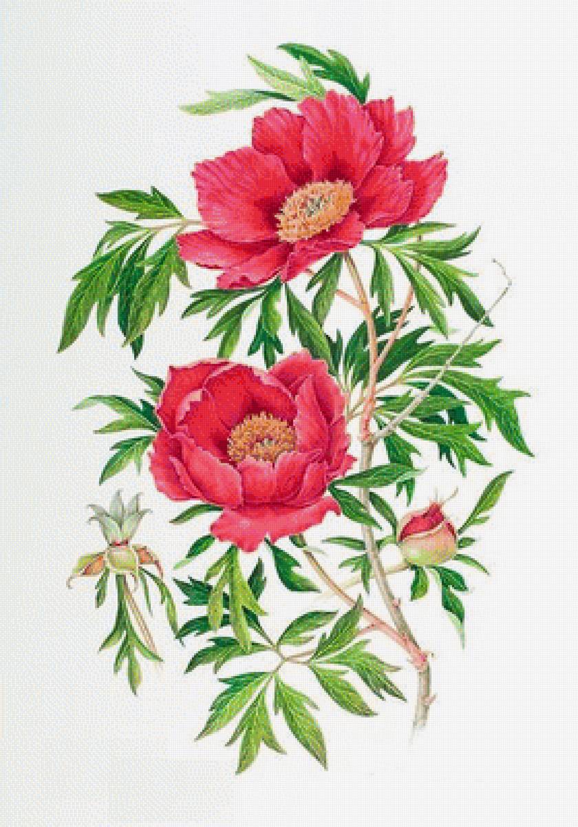 цветы - предпросмотр