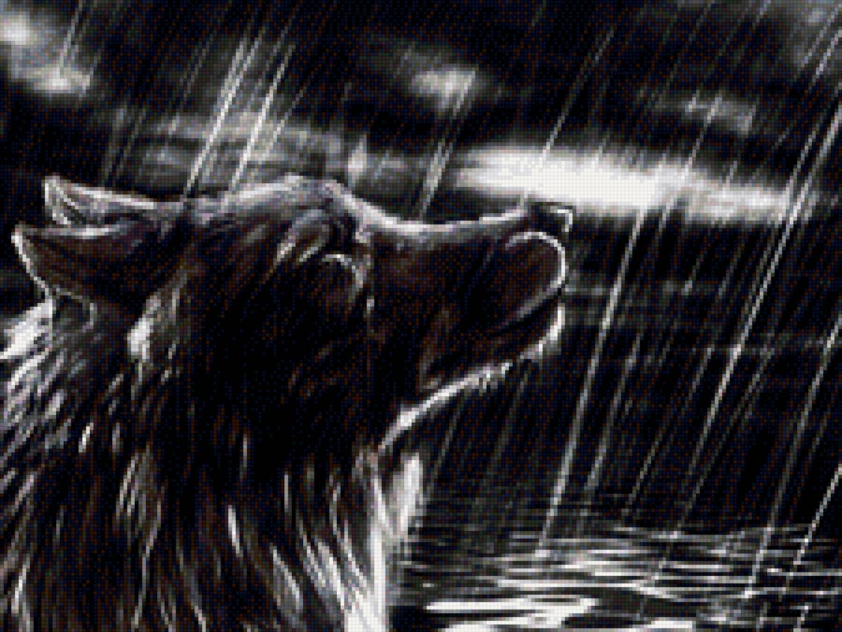 волк под дождем - тишина, волк, ночь, животное - предпросмотр