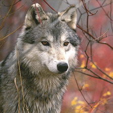 Схема вышивки «№1443608»