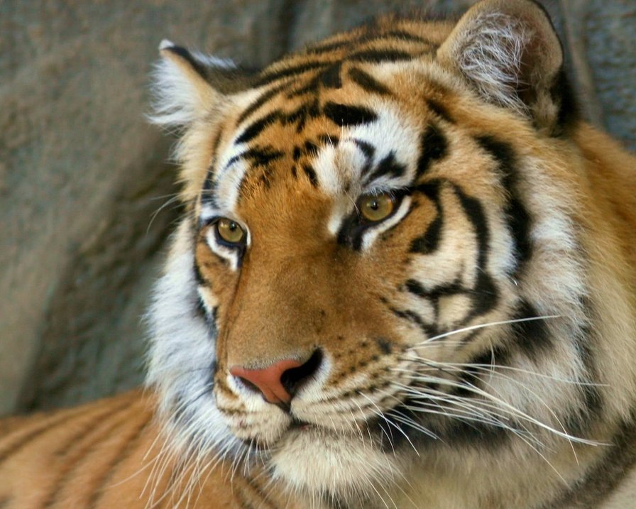 мир животных - тигр - оригинал