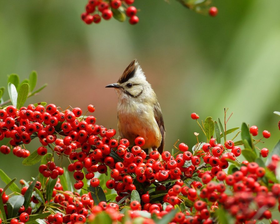 птичка - птички - оригинал