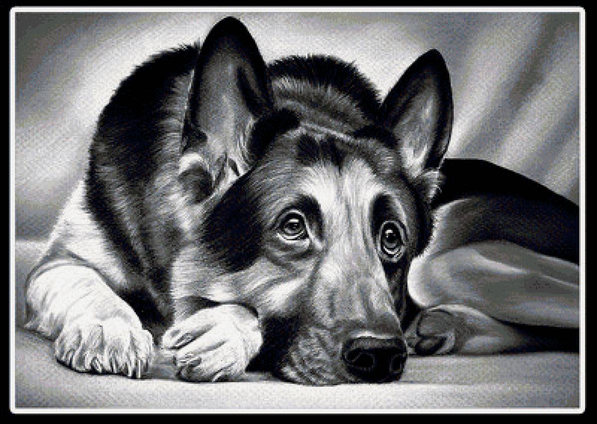 овчарка - животные кошки собаки - предпросмотр