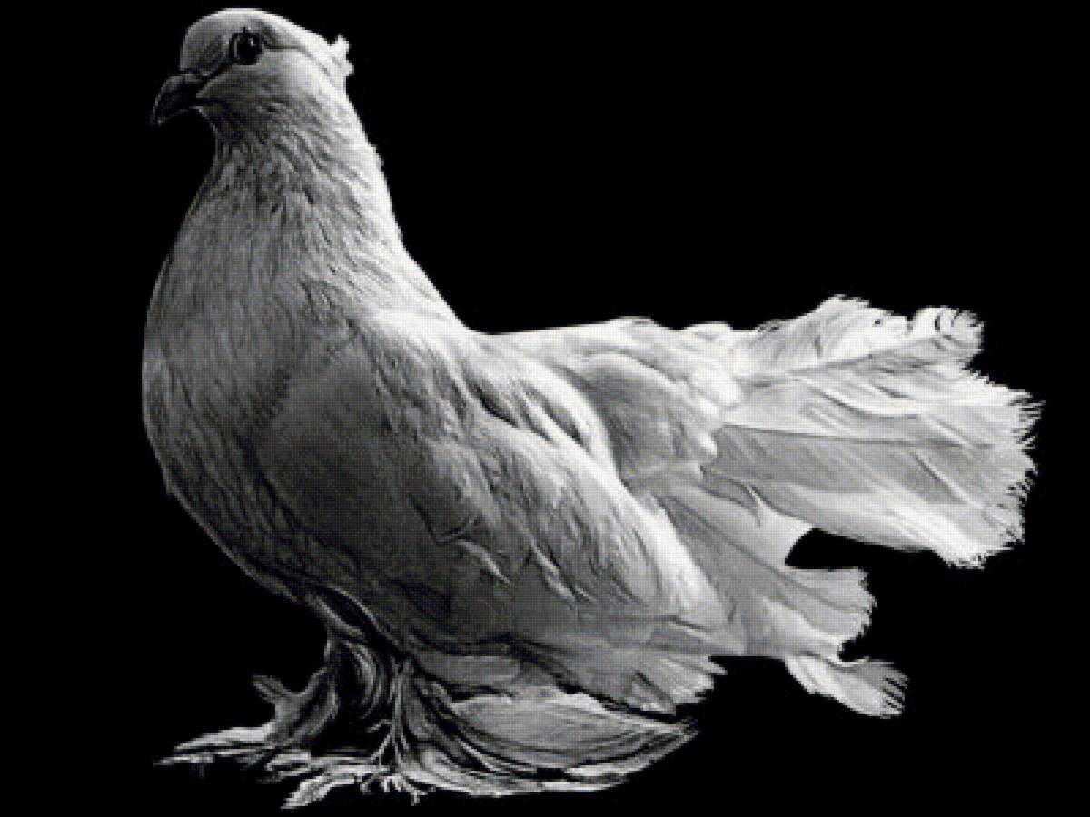 голубь - птицы - предпросмотр