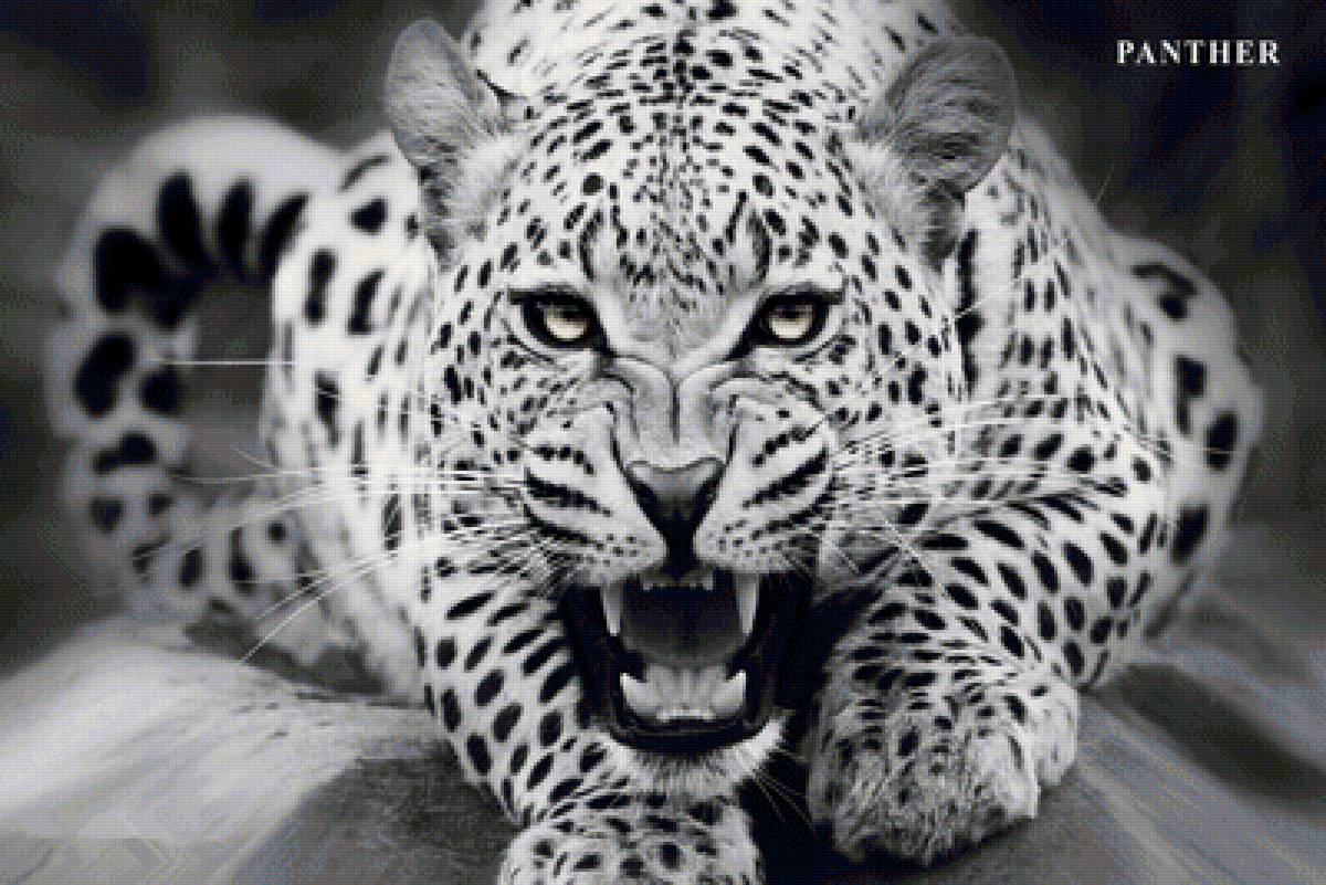 пантера - животные - предпросмотр