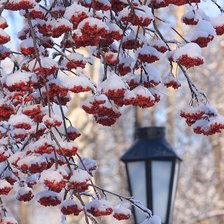 Рябина в снегу