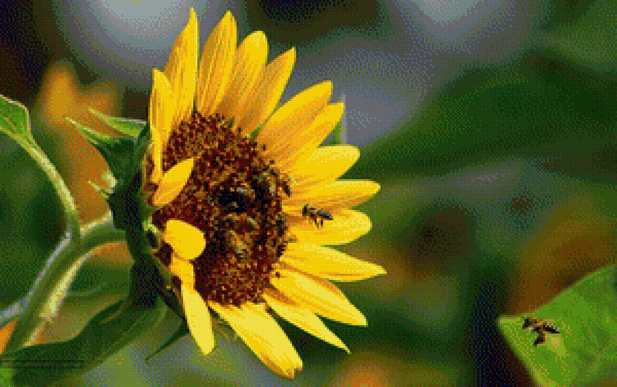 пчелы на подсолнухе - подсолнух пчелы - предпросмотр