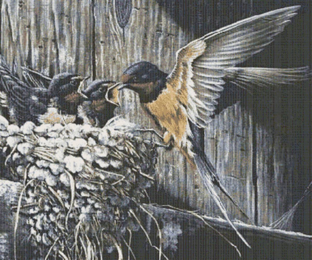 Ласточки - ласточка, птенцы, гнездо - предпросмотр