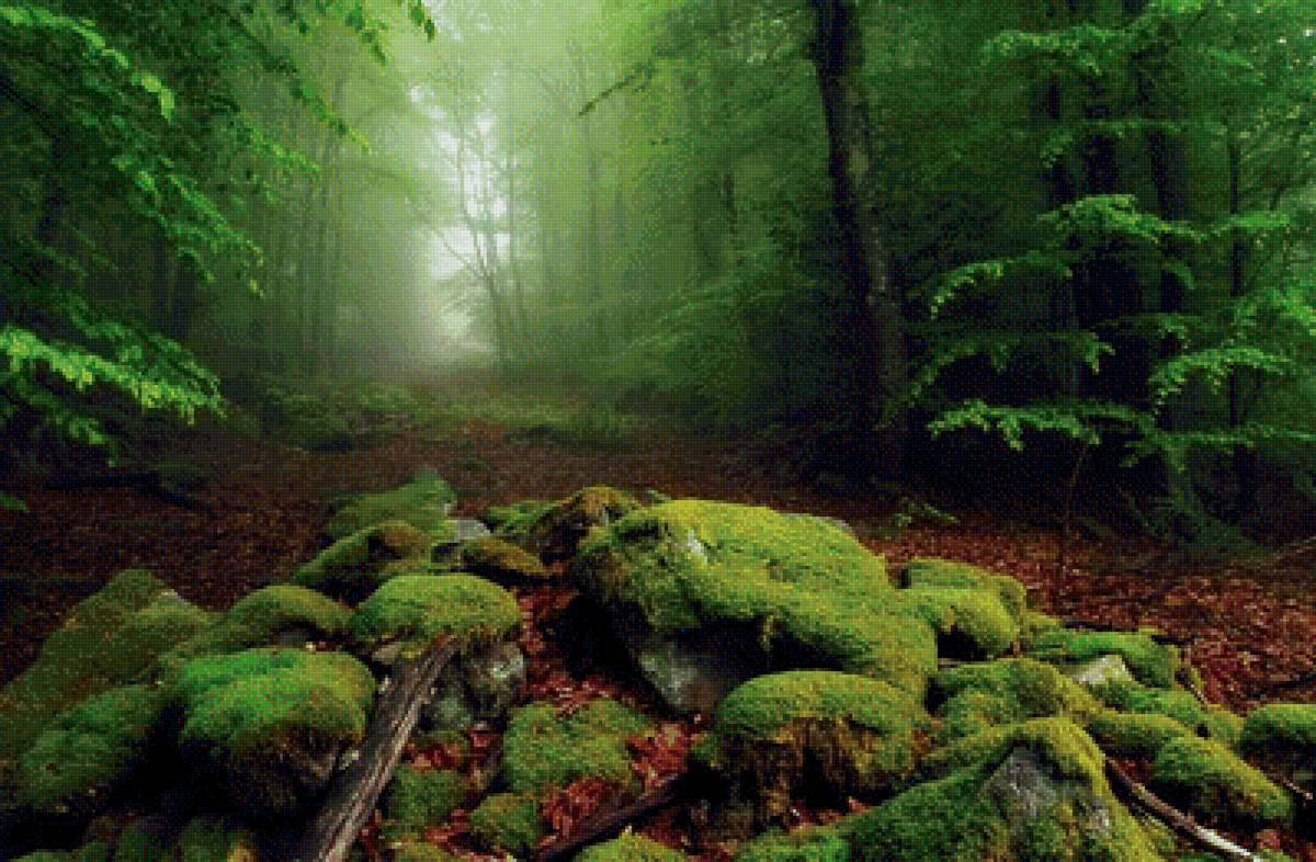 Зеленый лес - пейзаж, лес, природа, мох, камни - предпросмотр