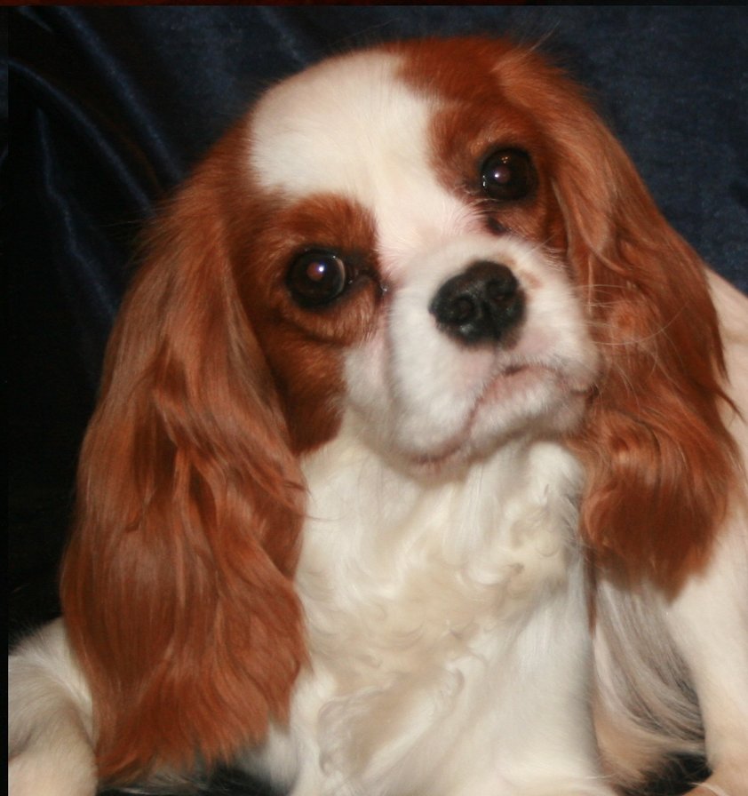 Кавалер - спаниель, собака - оригинал