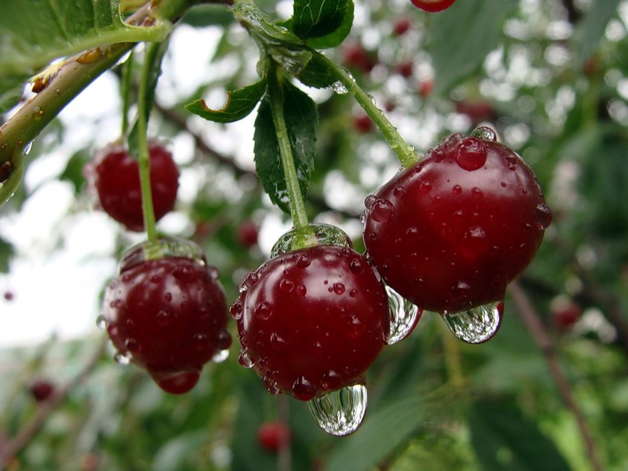 вишня - вишня - оригинал