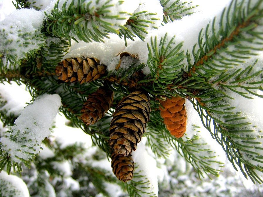 еловая ветка - ель - оригинал