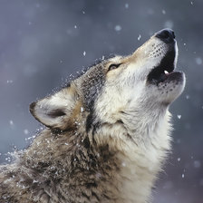 Схема вышивки «Волк»