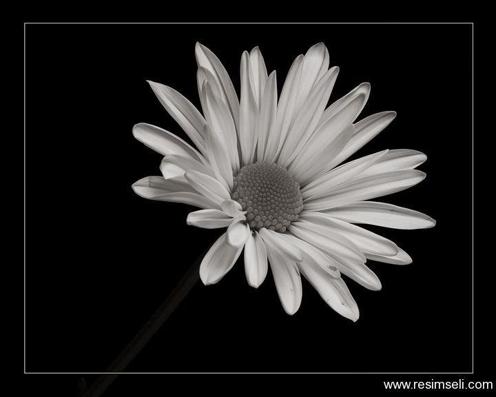 ромашка - оригинал