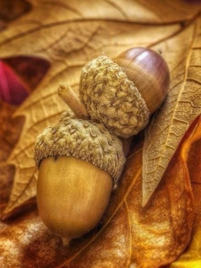 №1446894 - оригинал