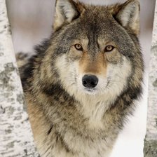 Схема вышивки «Волк»