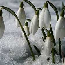 Схема вышивки «№1447380»