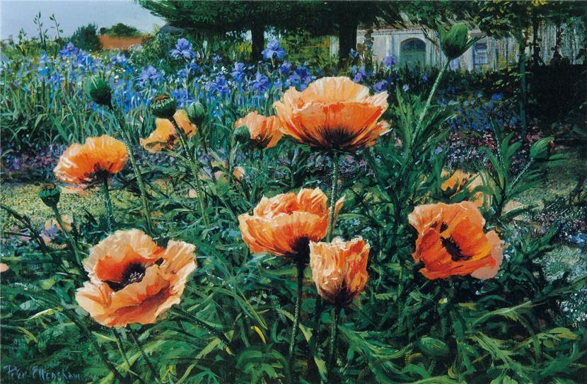 Maki - оригинал