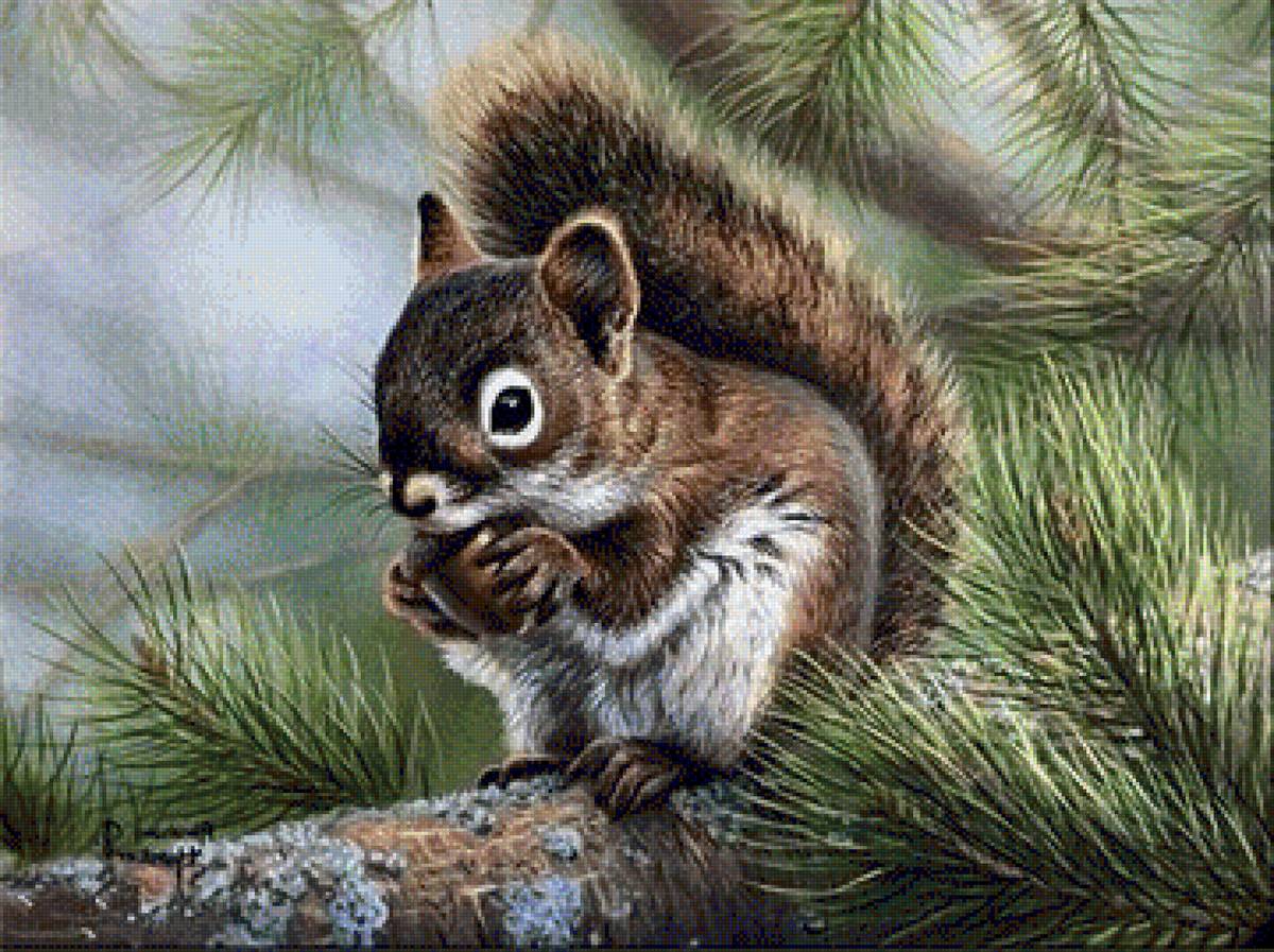 №1447781 - лес, белка - предпросмотр