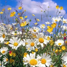 Схема вышивки «Ромашки»