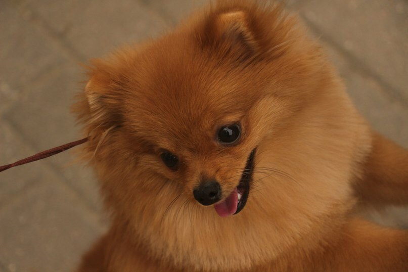 шпиц - померанец, шпиц, собака, животные - оригинал