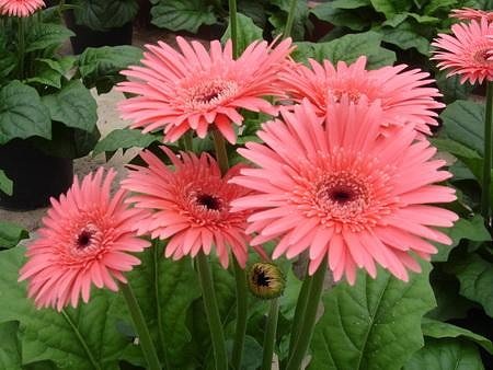 №1448294 - оригинал