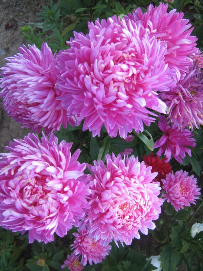 №1448432 - оригинал