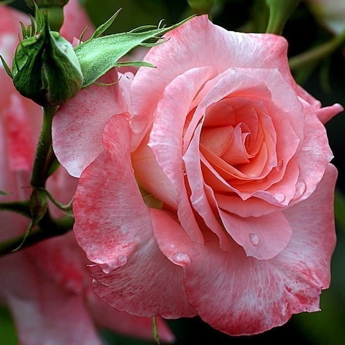 королева роза - букет, розы, цветы - оригинал