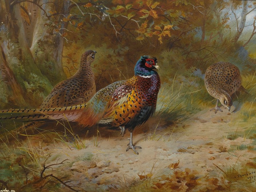 Ptici - оригинал