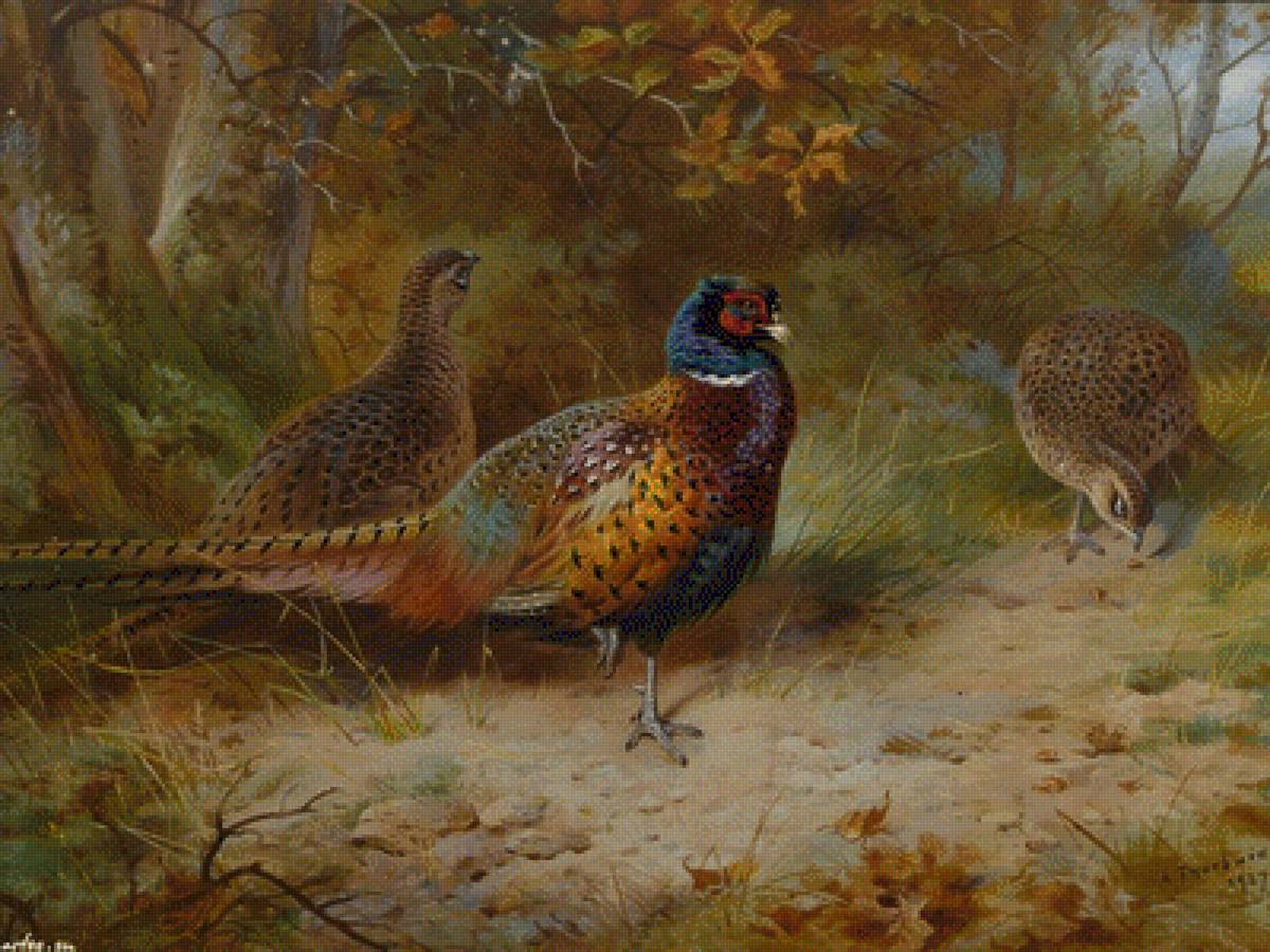 Ptici - предпросмотр