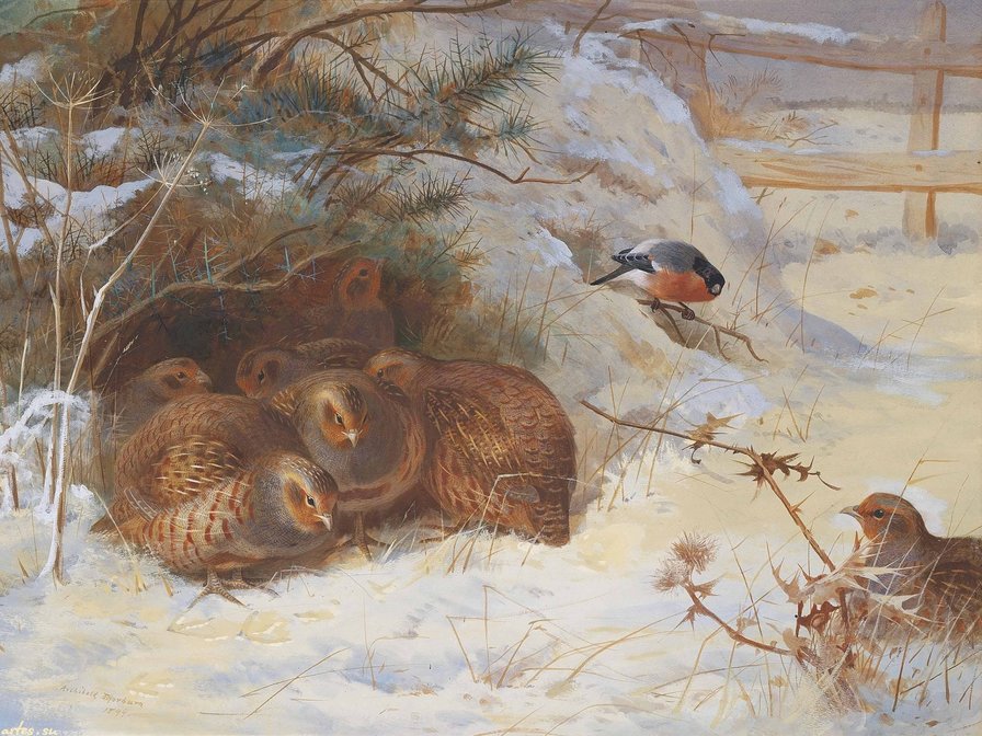 Ptici - оригинал