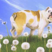 Схема вышивки «Ветрено, возможны осадки»